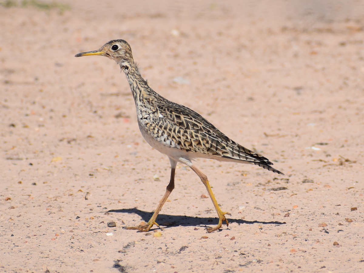 Upland Sandpiper - ML564998371