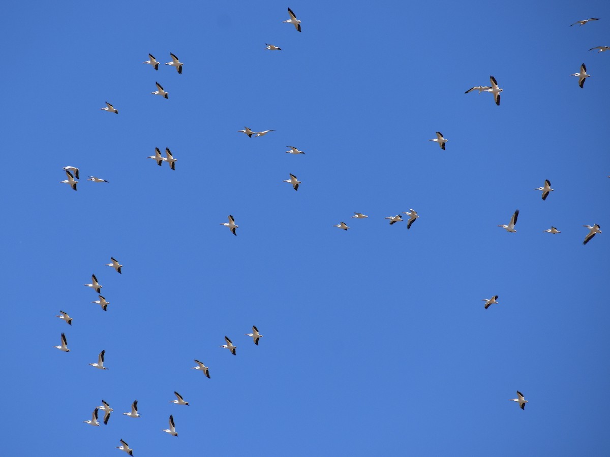 American White Pelican - Rhett Raibley