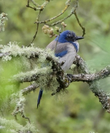 California Scrub-Jay - ML564998781