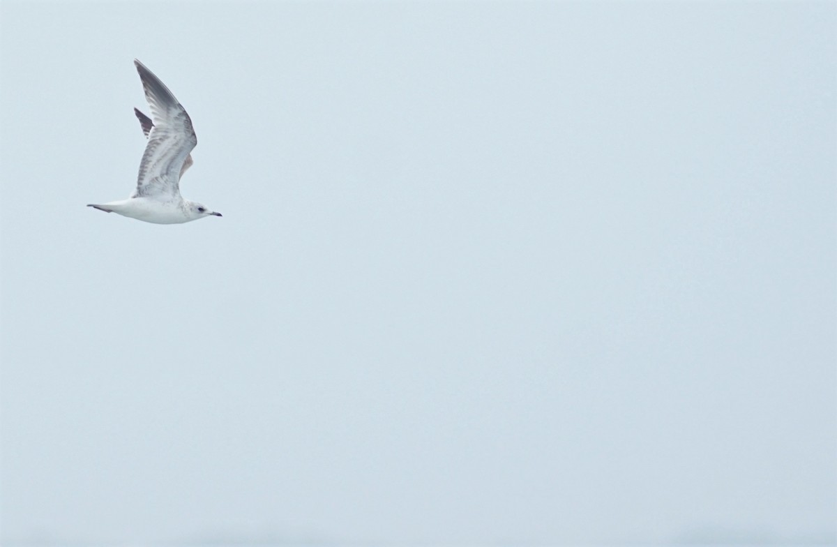 Common Gull - ML564999451