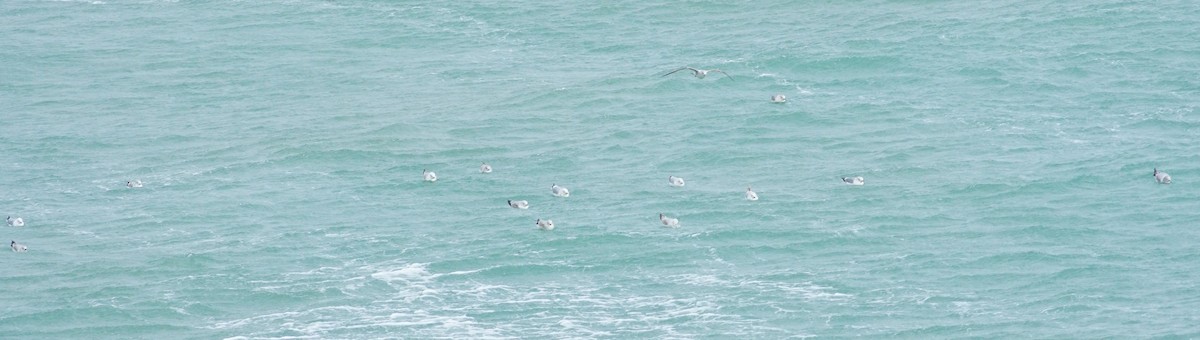 Common Gull - ML564999461