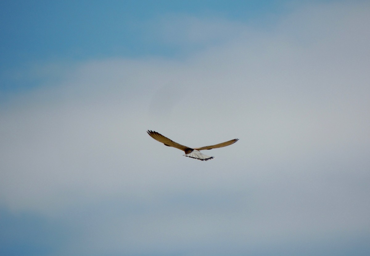 Lesser/Eurasian Kestrel - Antonio Llópez Moreno