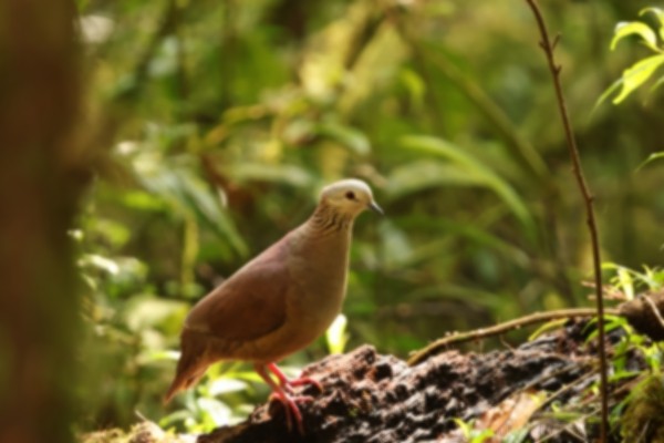 White-faced Quail-Dove - Philip Tanimoto