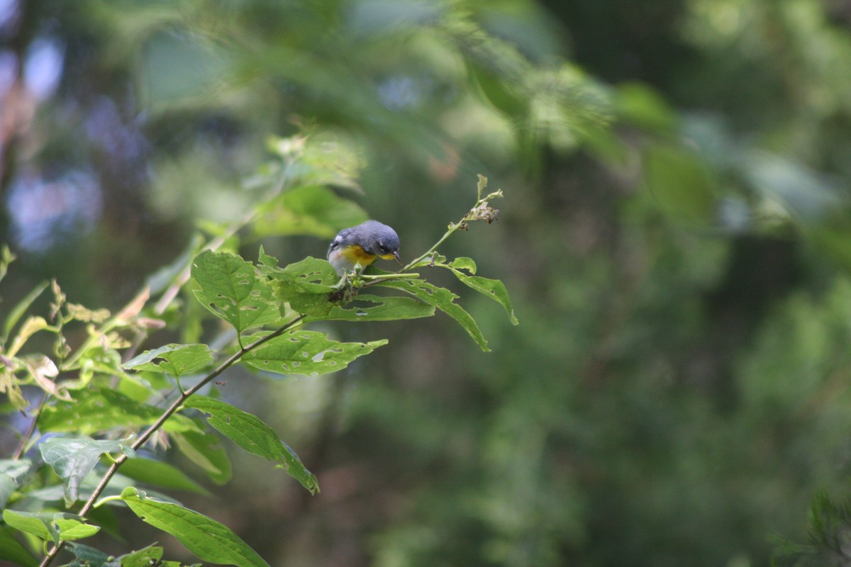 Northern Parula - ML565000591