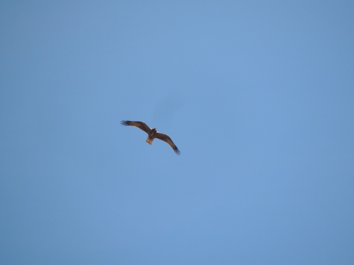 Black Kite - Antonio Llópez Moreno