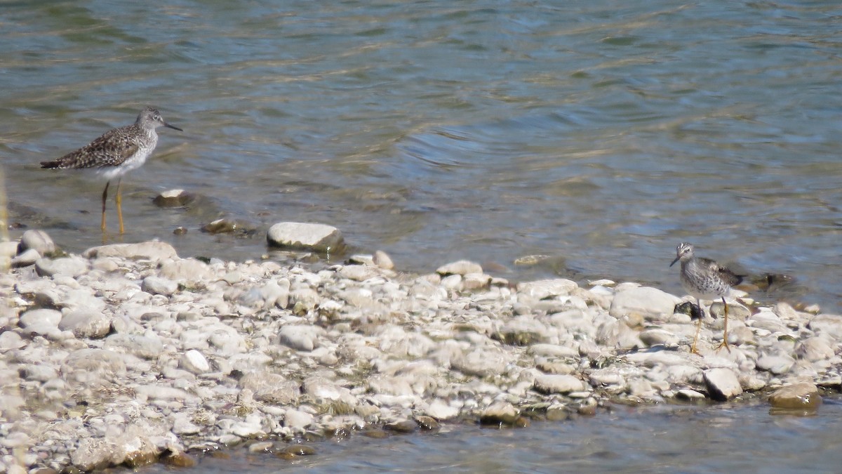 Lesser Yellowlegs - ML565001411