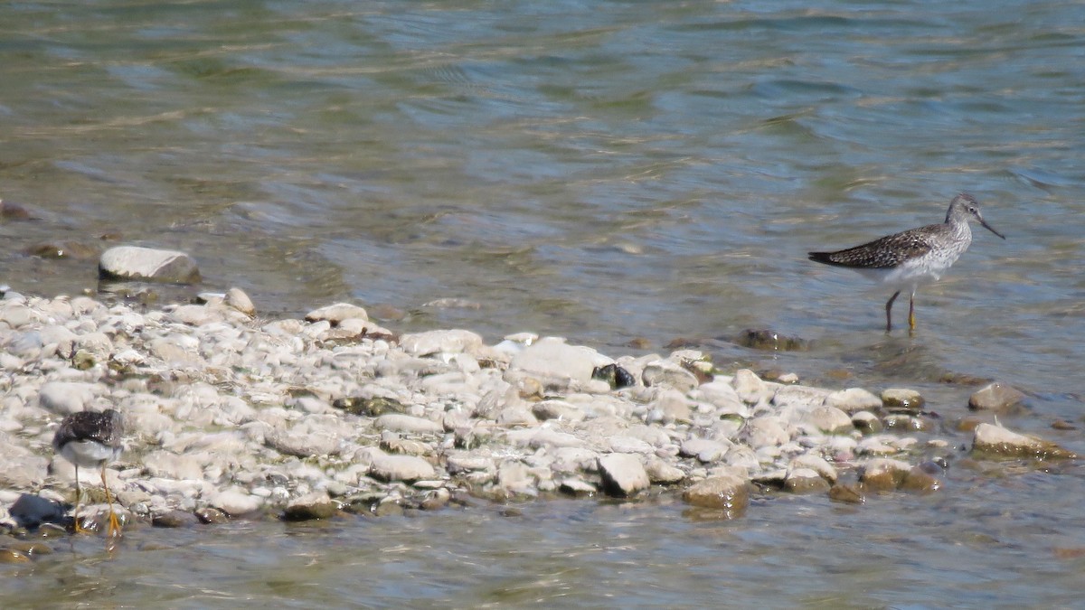 Lesser Yellowlegs - Tim Forrester