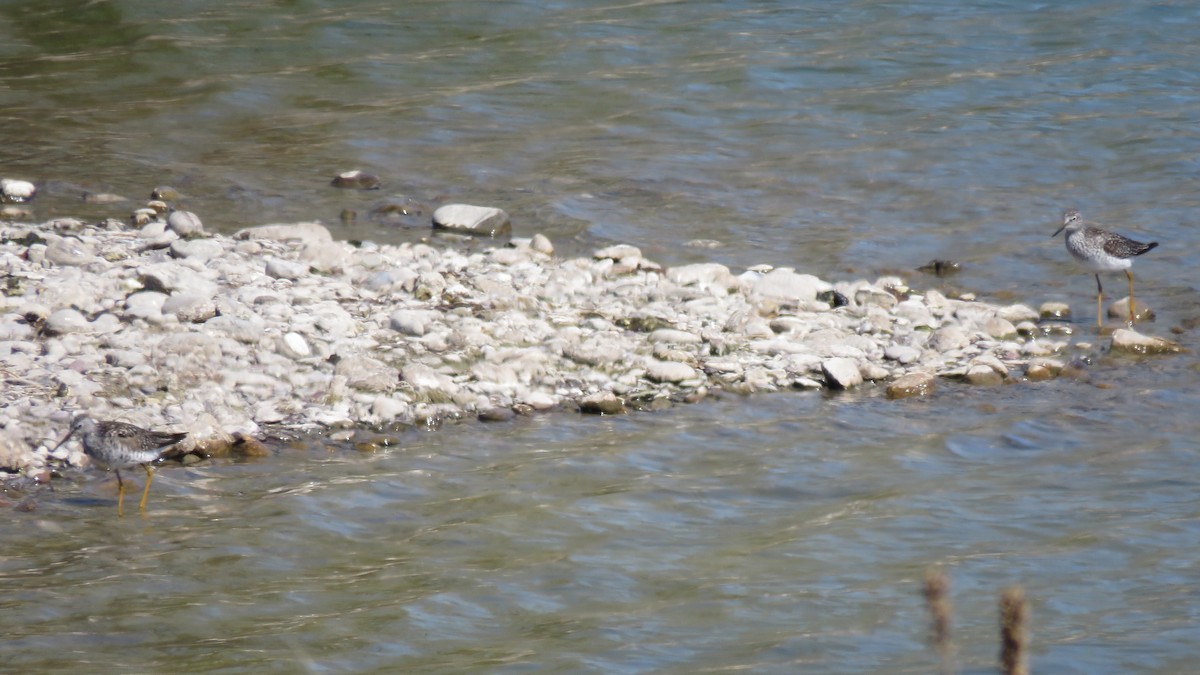 Lesser Yellowlegs - ML565001441