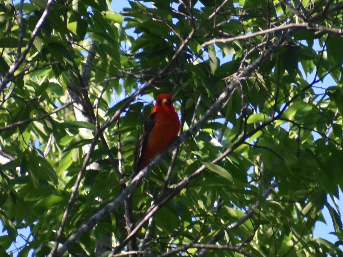 Scarlet Tanager - ML565001501