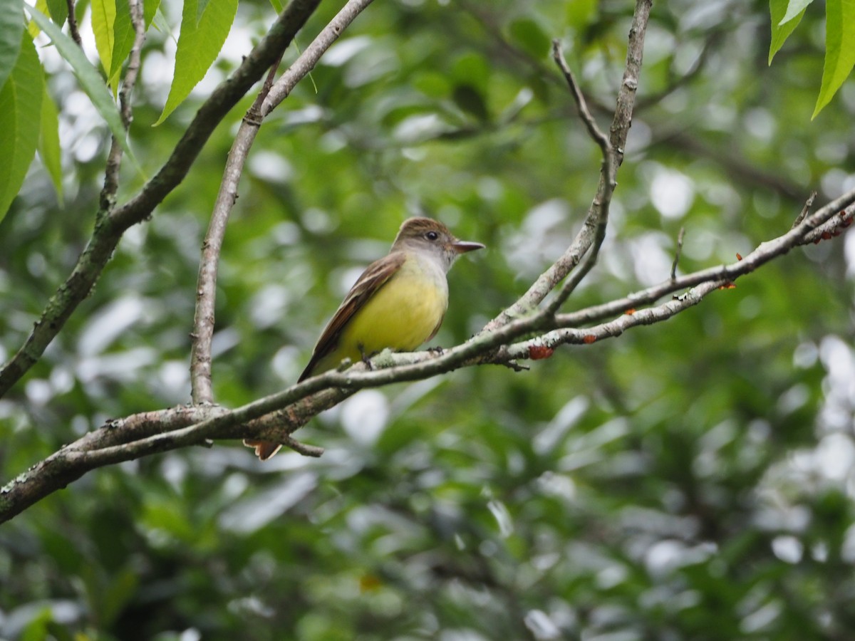 Great Crested Flycatcher - ML565001791