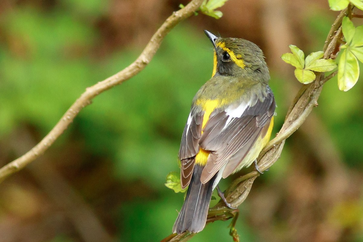 Papamoscas de las Ryukyu - ML565002391