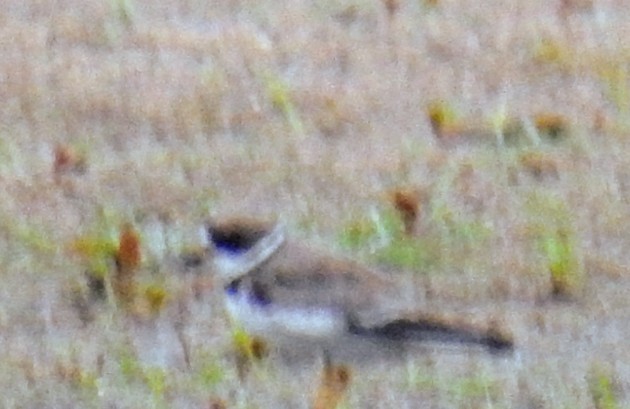 Semipalmated Plover - ML565004531