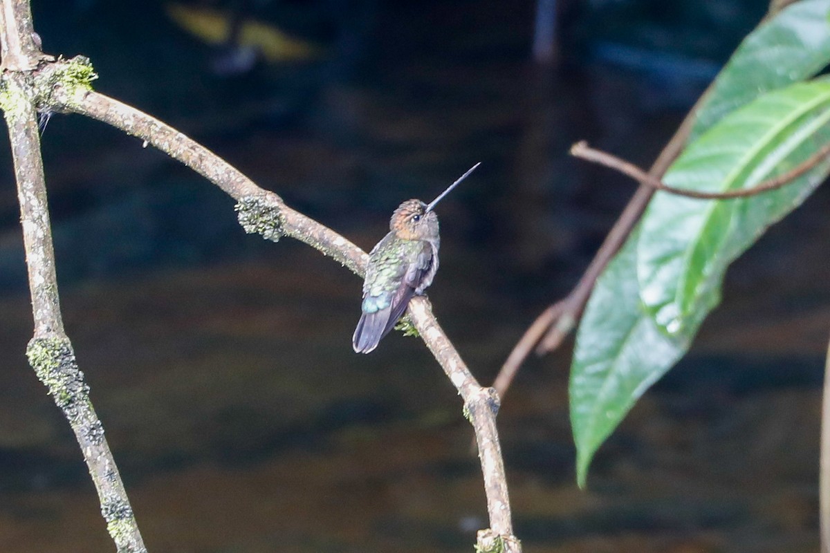 Green-fronted Lancebill - ML565004871