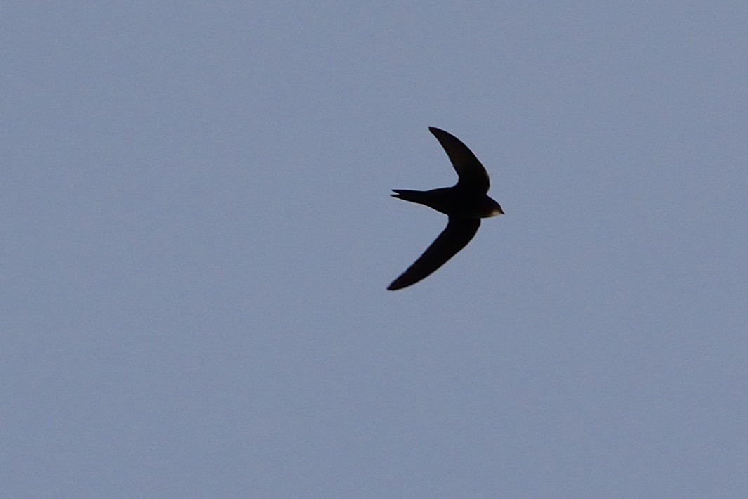 Common Swift - ML565005801