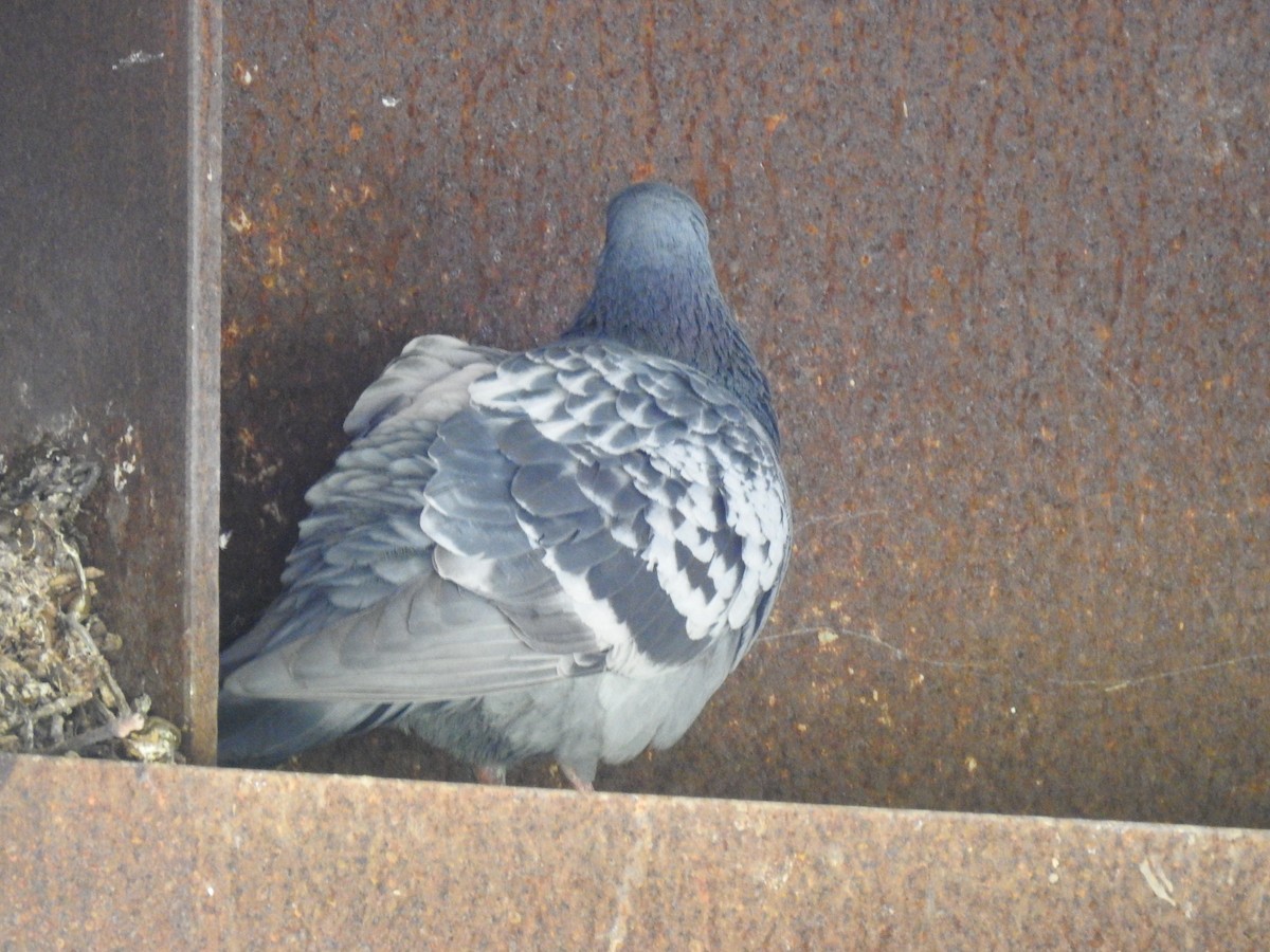 Rock Pigeon (Feral Pigeon) - ML565006251