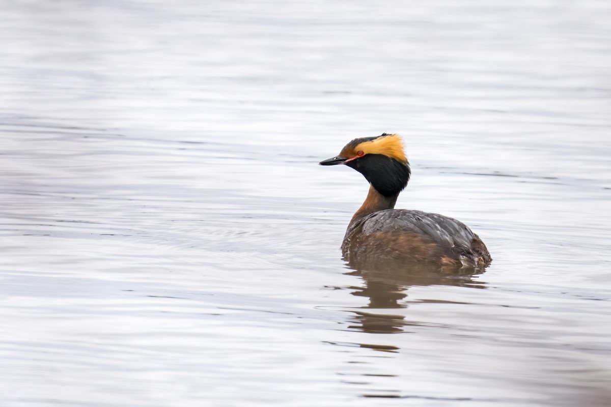 Horned Grebe - ML565007001