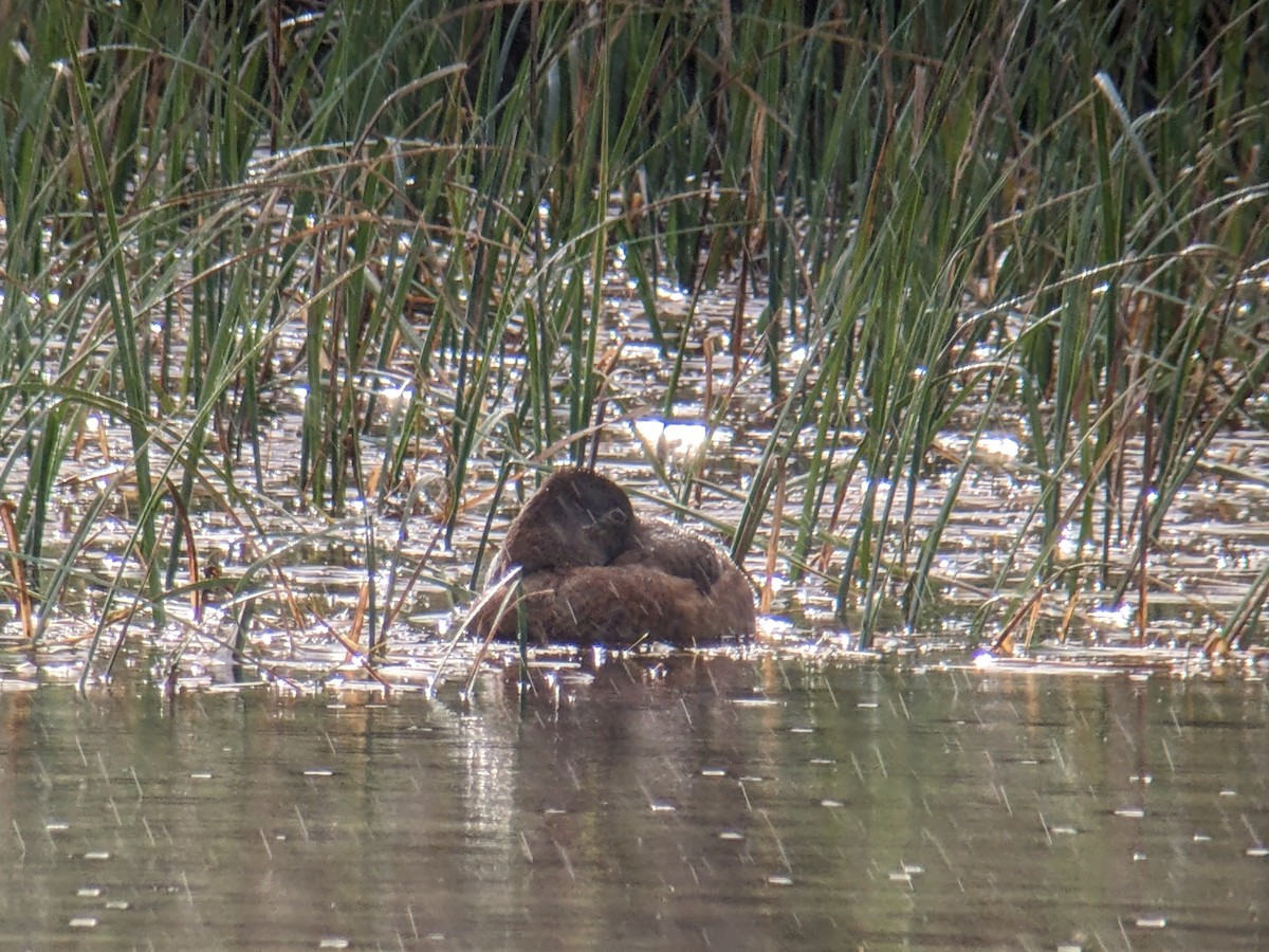 Ring-necked Duck - ML565007381