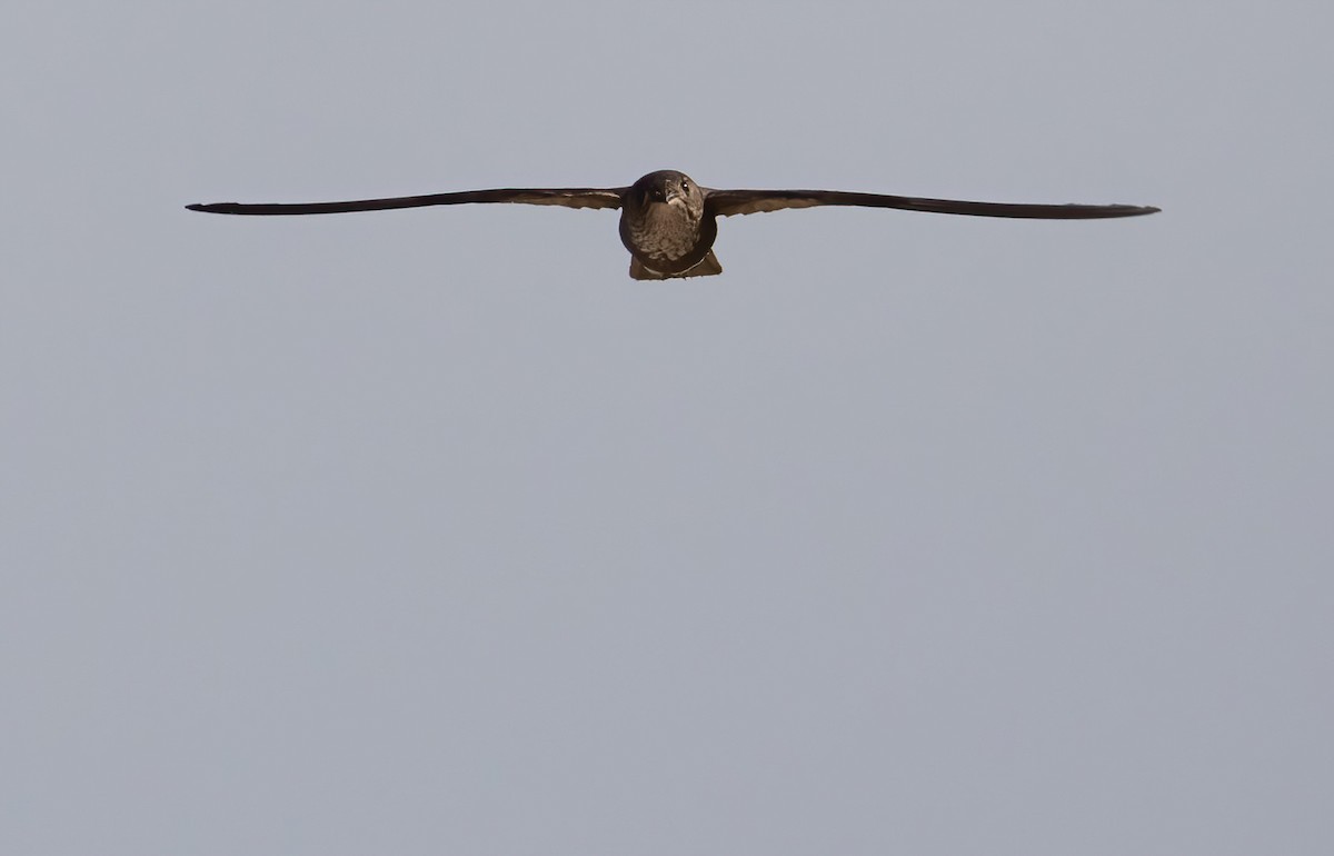 Mottled Spinetail - ML565008261