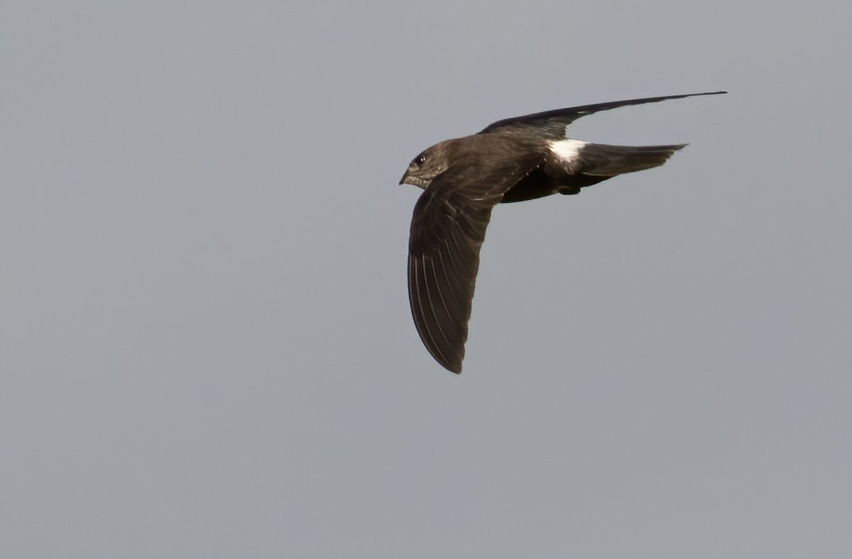 Mottled Spinetail - ML565008281