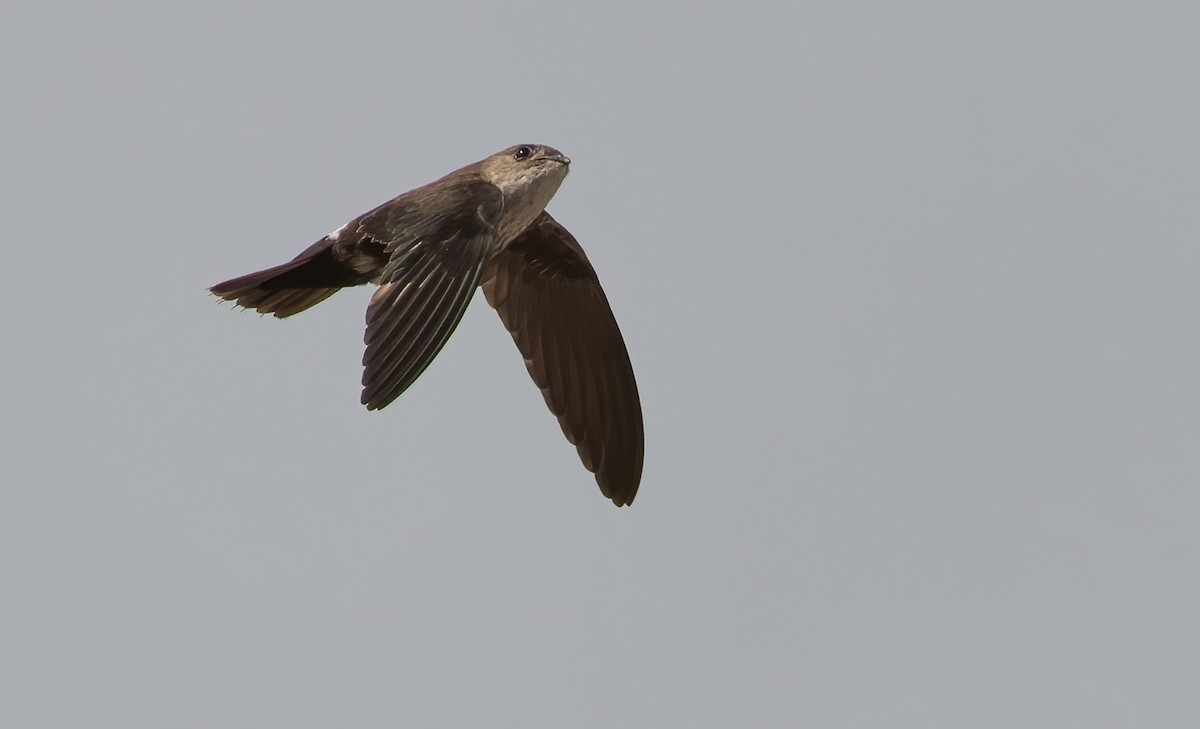 Mottled Spinetail - ML565008291