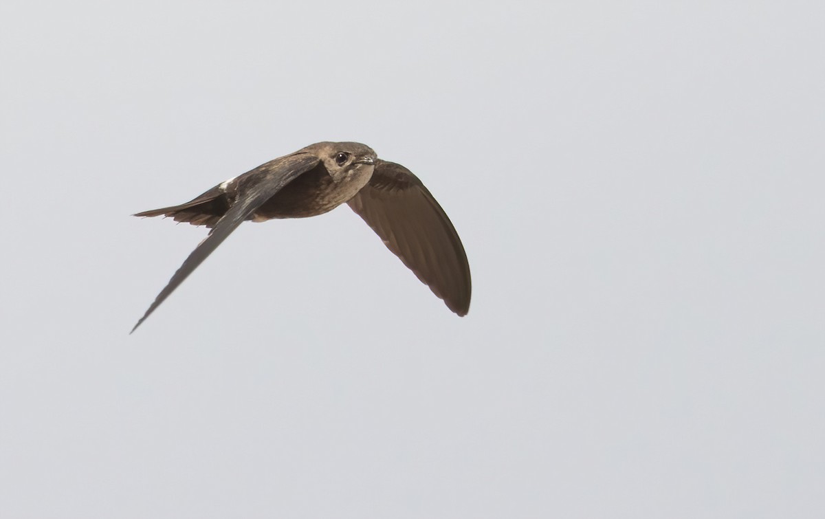 Mottled Spinetail - ML565008301