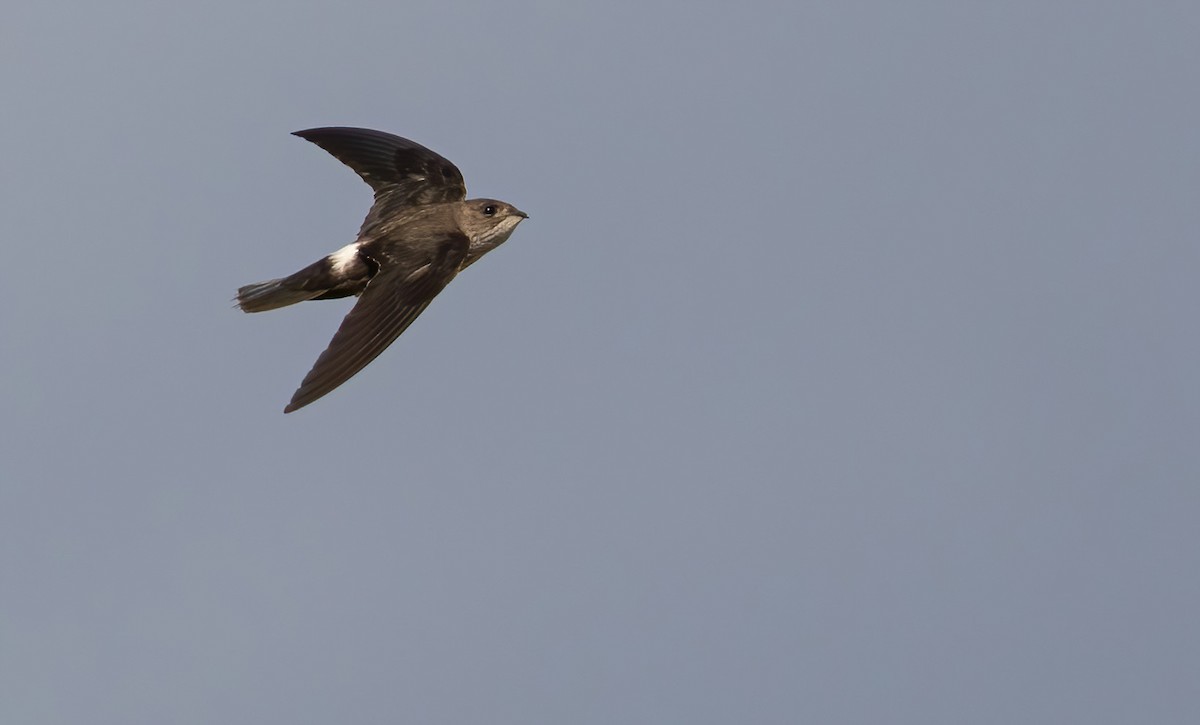 Mottled Spinetail - George Armistead | Hillstar Nature