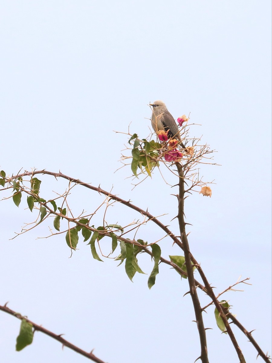 Chestnut-tailed Starling - ML565009021