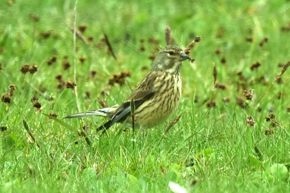 Eurasian Linnet - ML565009301