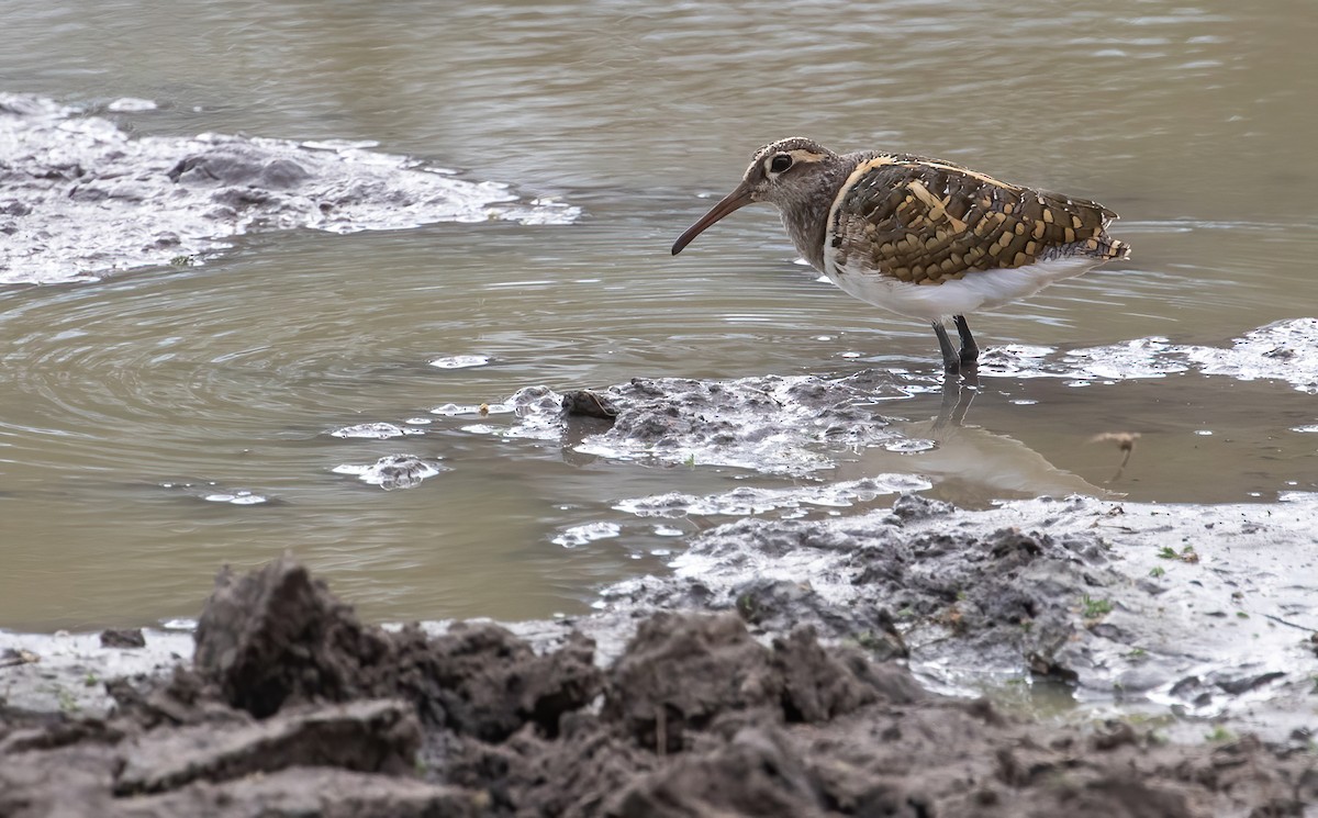 Greater Painted-Snipe - ML565009361