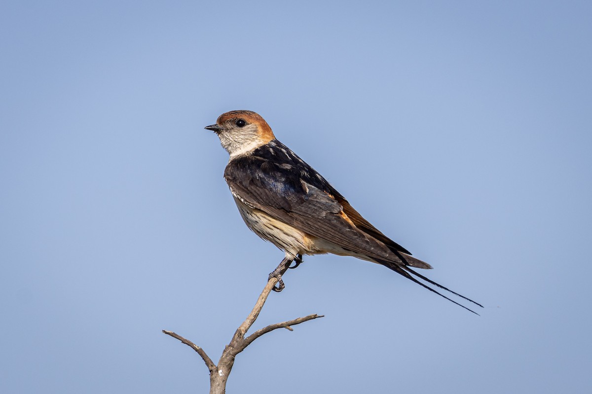 Greater Striped Swallow - ML565010191