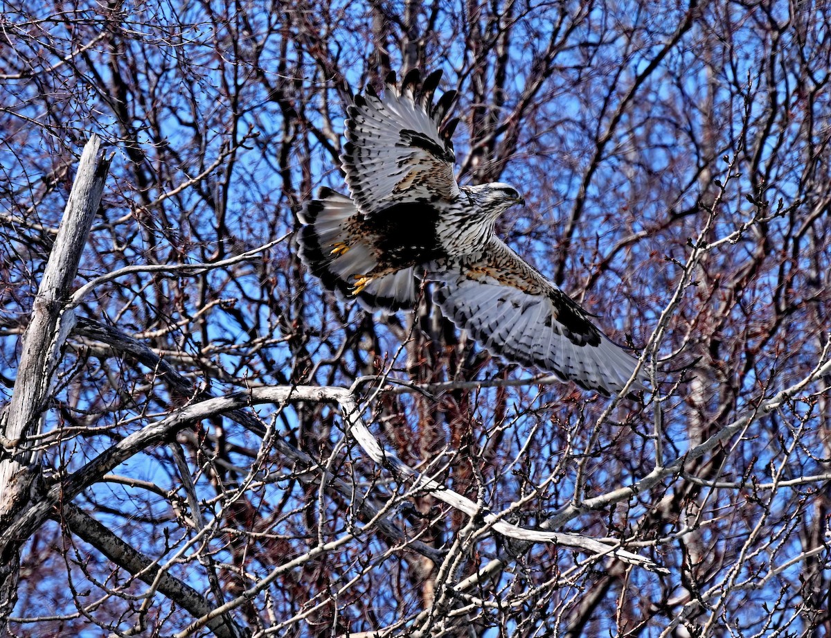 Rough-legged Hawk - ML565011321