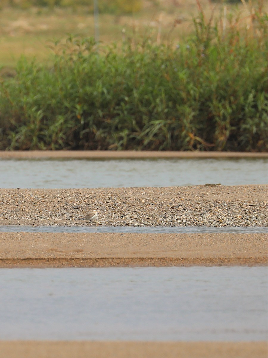 Small Pratincole - Matthias Alberti