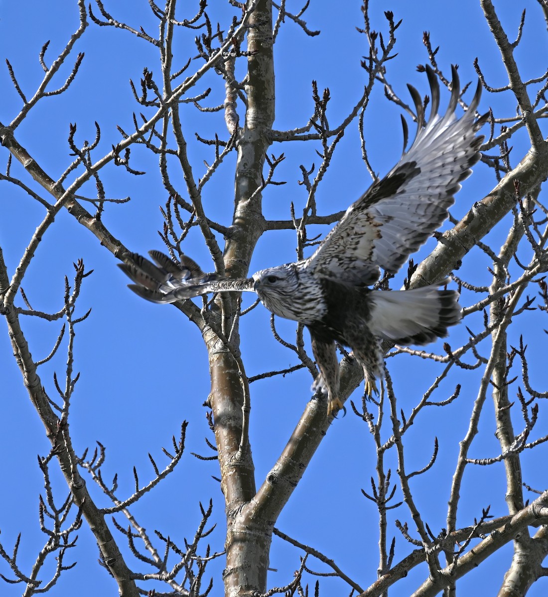 Rough-legged Hawk - ML565011431