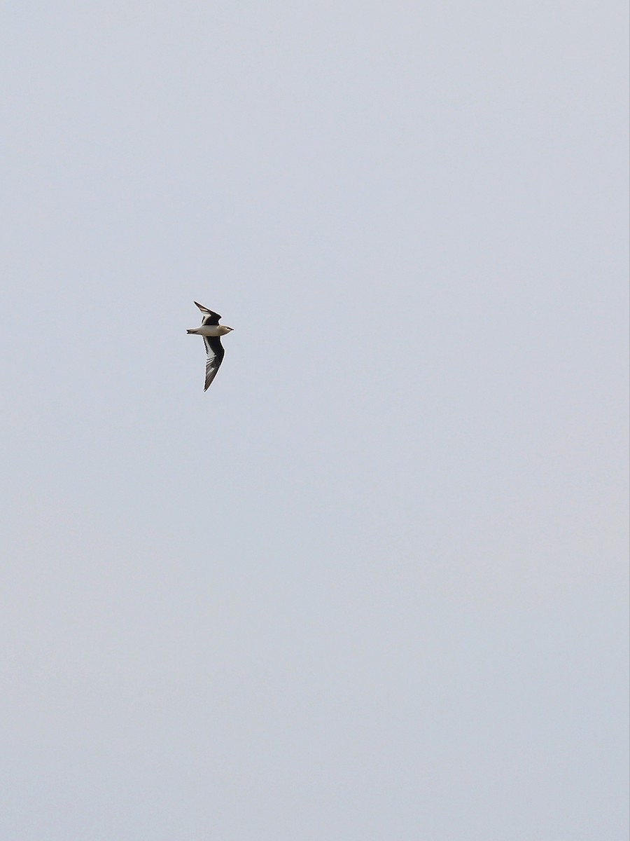 Small Pratincole - Matthias Alberti