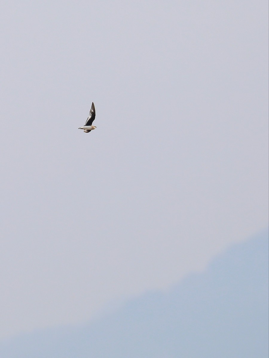 Small Pratincole - Matthias Alberti