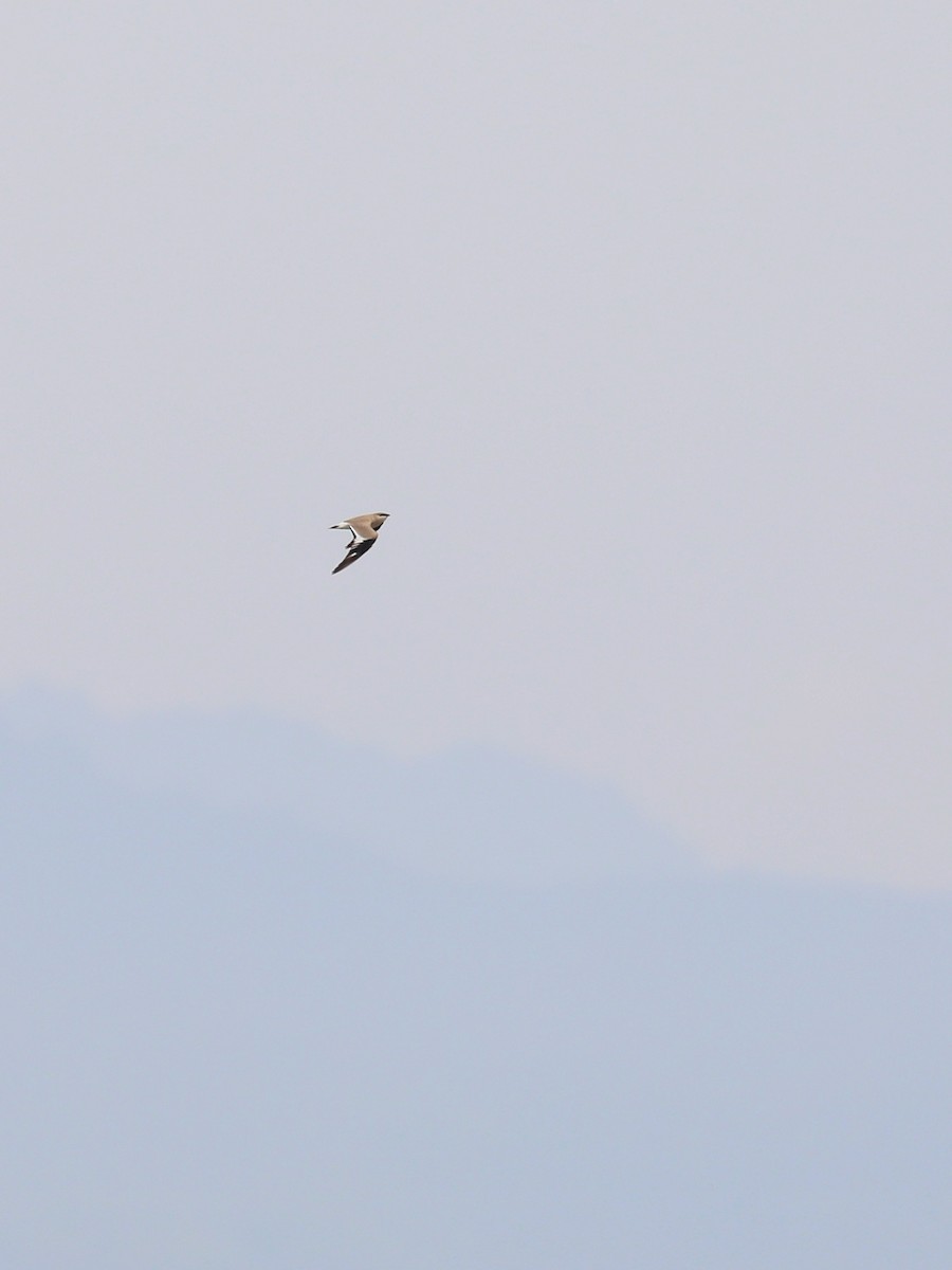 Small Pratincole - Matthias Alberti