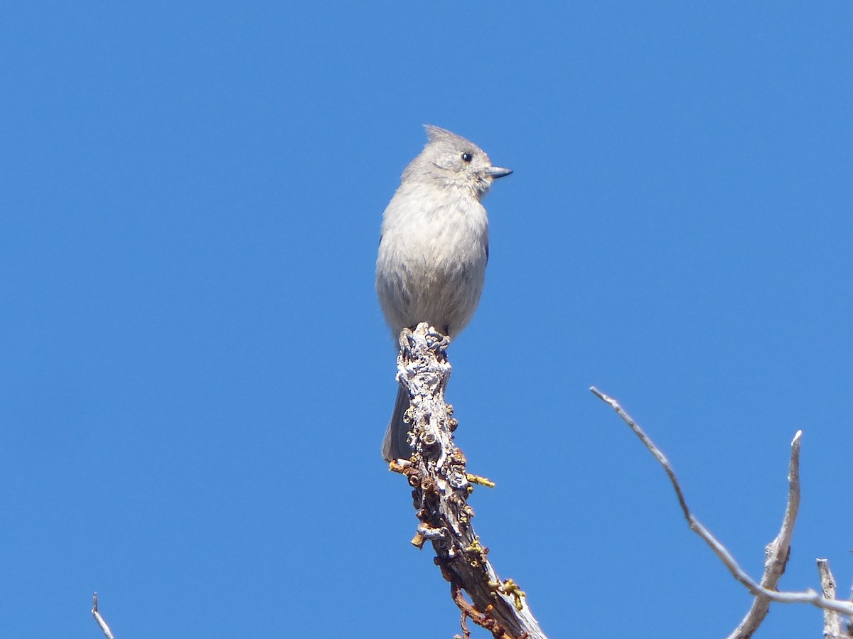 Mésange des genévriers - ML565011701