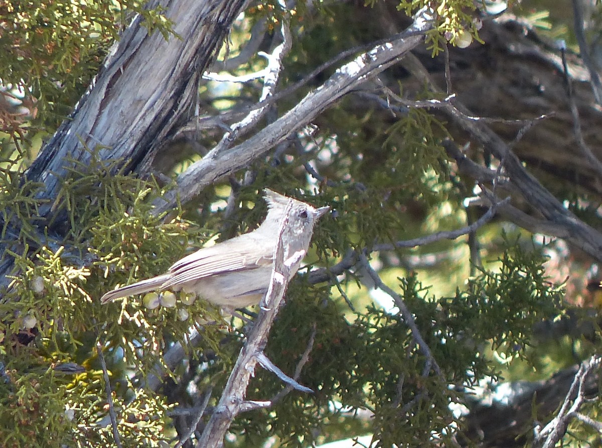 Mésange des genévriers - ML565011761