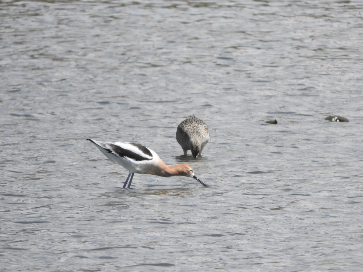 Marbled Godwit - ML56501191