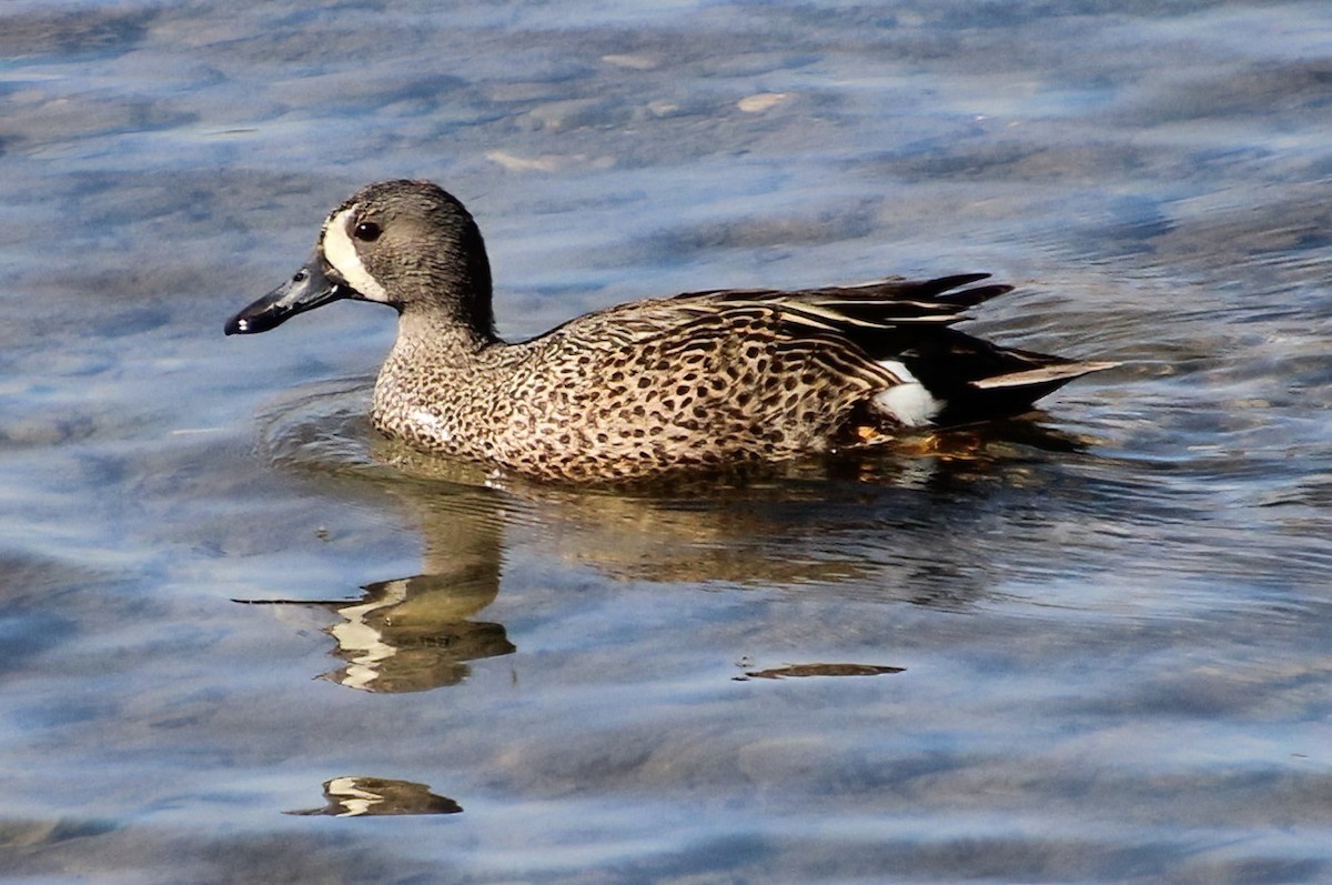 Blue-winged Teal - ML565011911