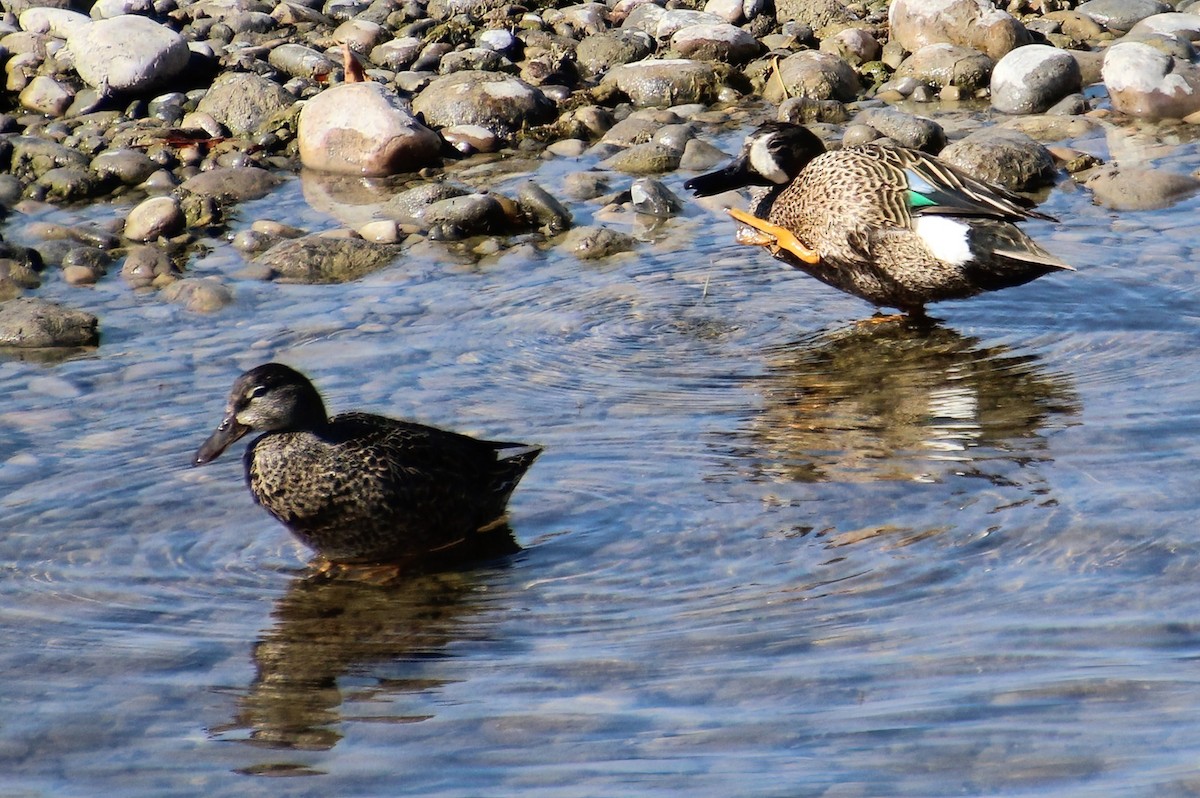 Blue-winged Teal - ML565012021