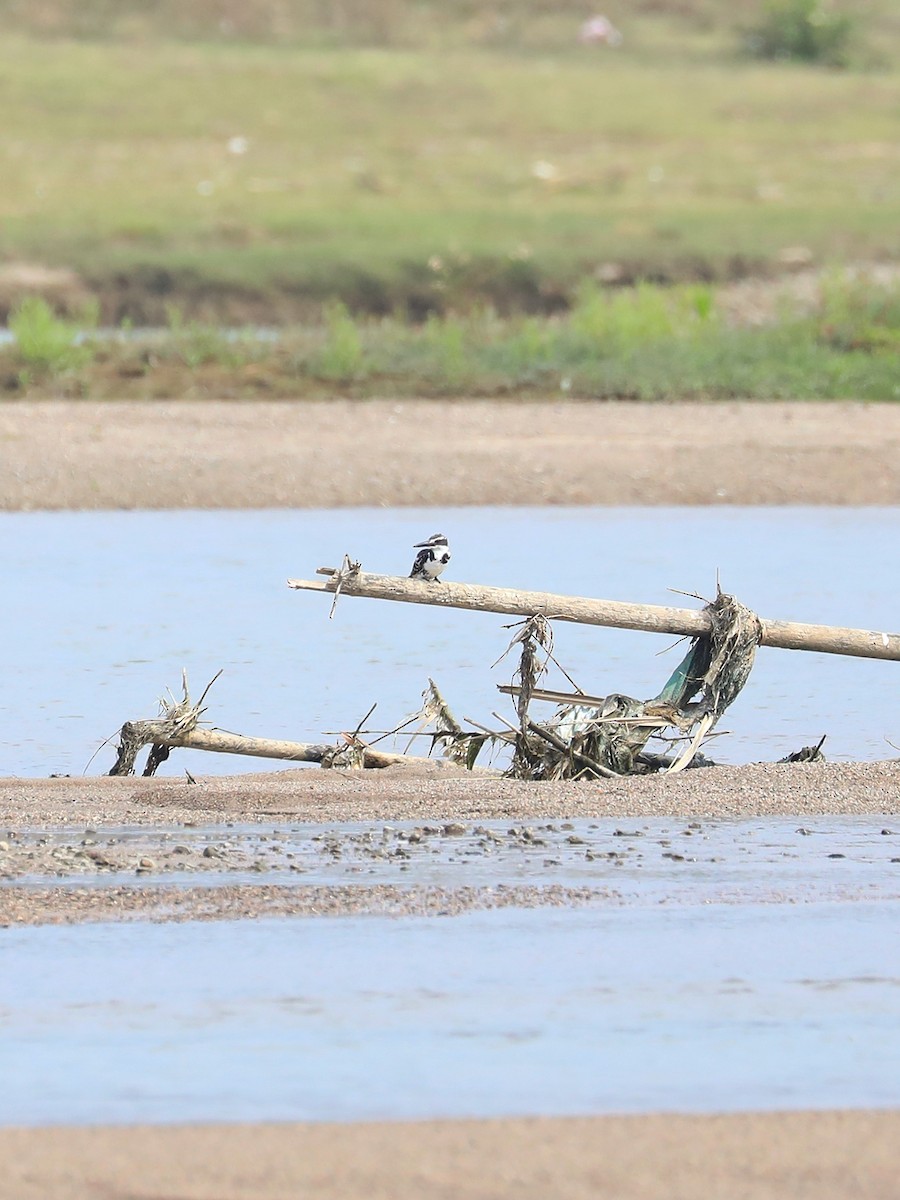 Pied Kingfisher - ML565012101