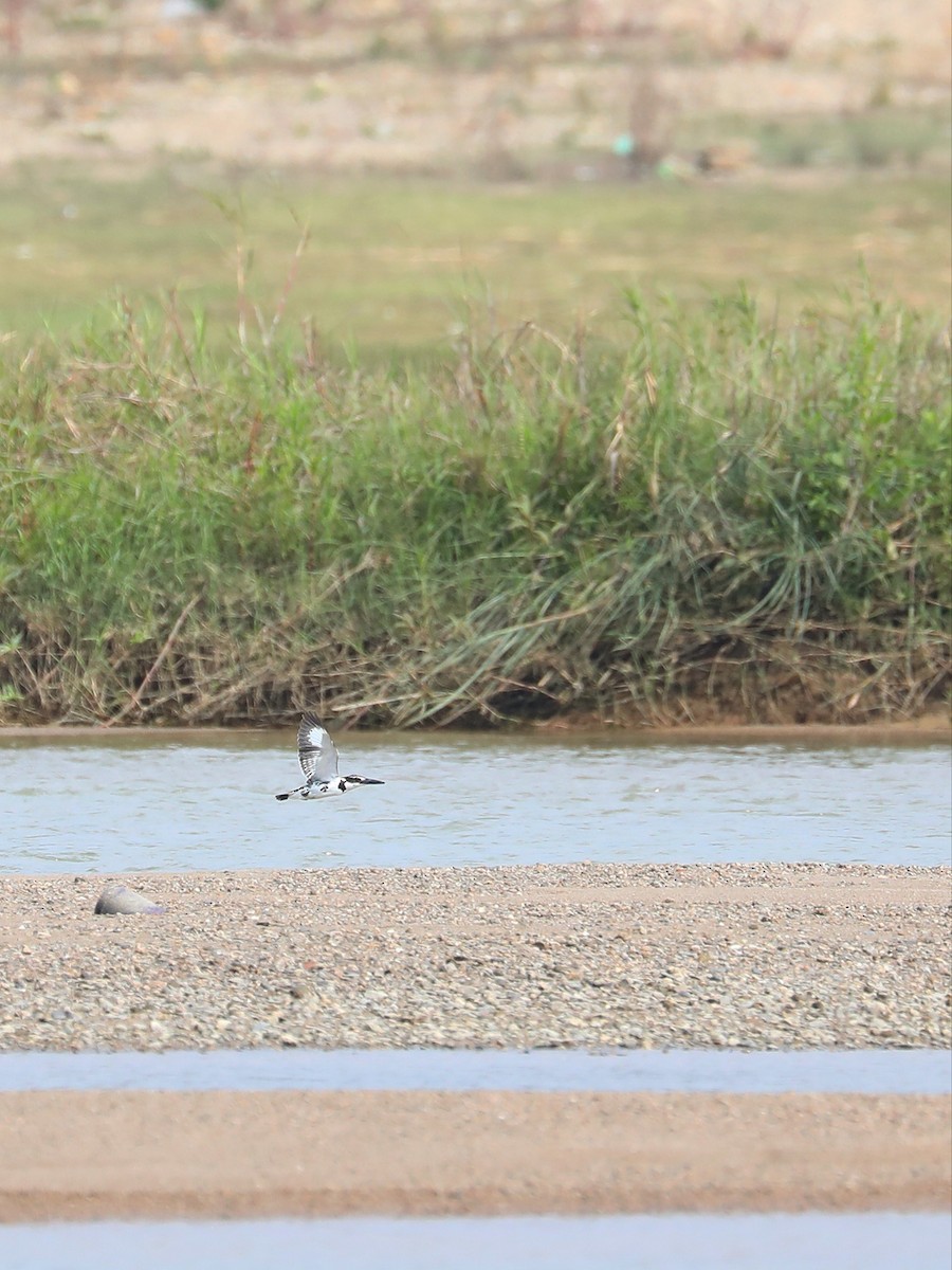 Pied Kingfisher - ML565012121