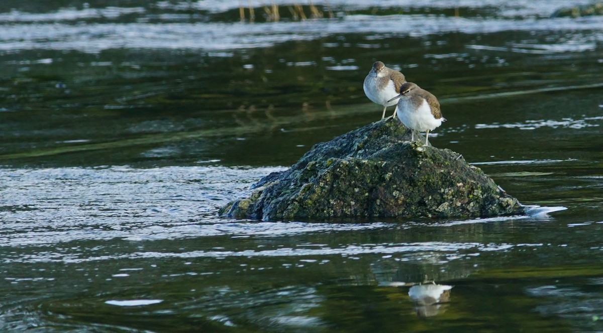 Common Sandpiper - ML565012391