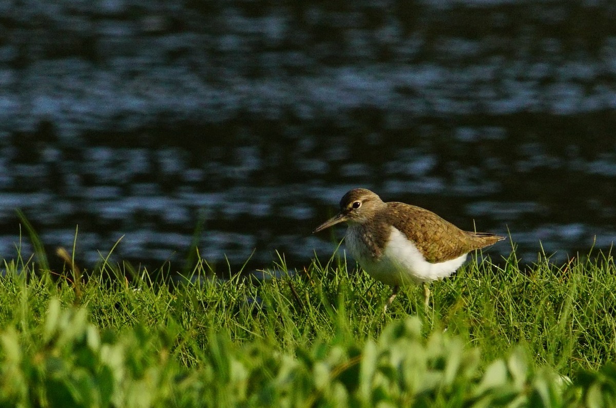 Common Sandpiper - ML565012401