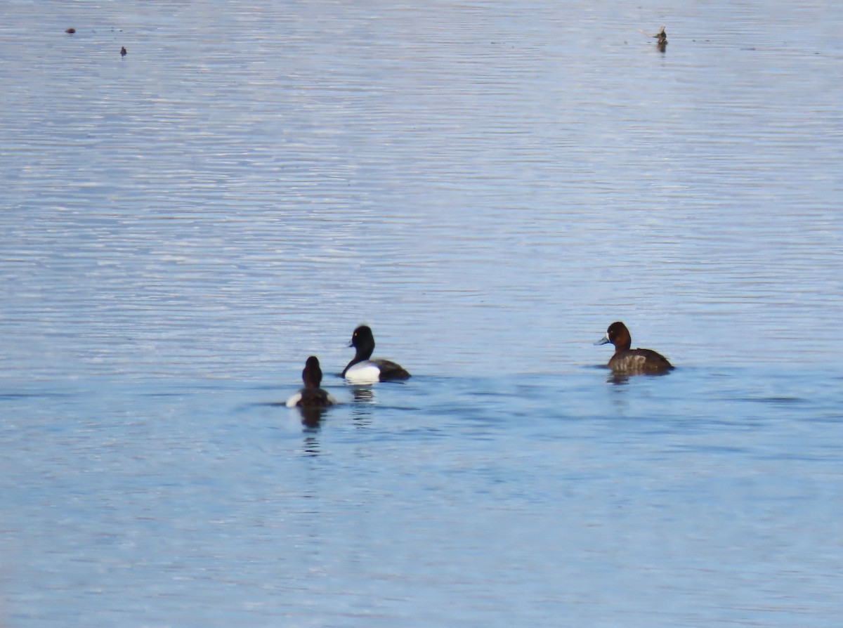 Lesser Scaup - ML565013201