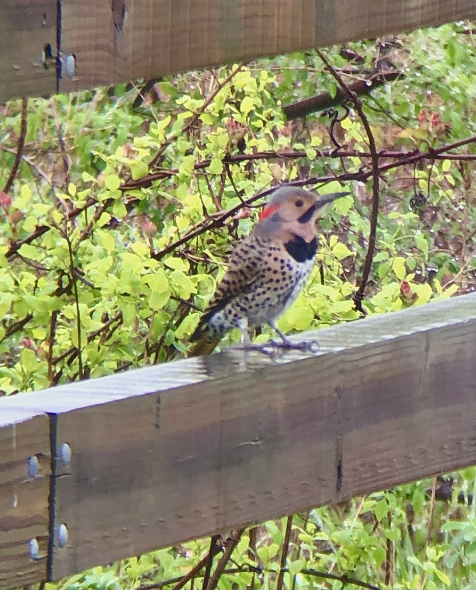Northern Flicker (Yellow-shafted) - ML565013501