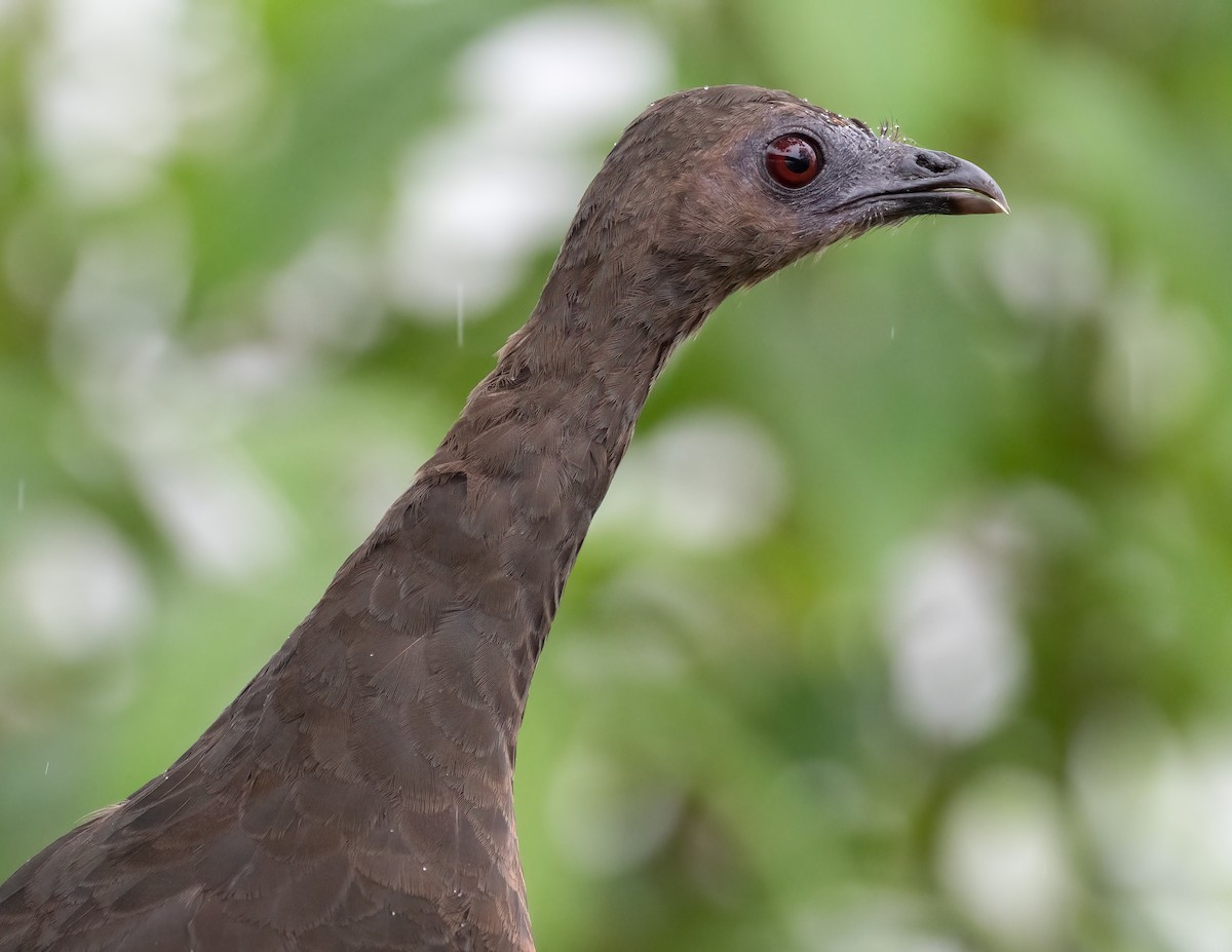 Sickle-winged Guan - ML565014161