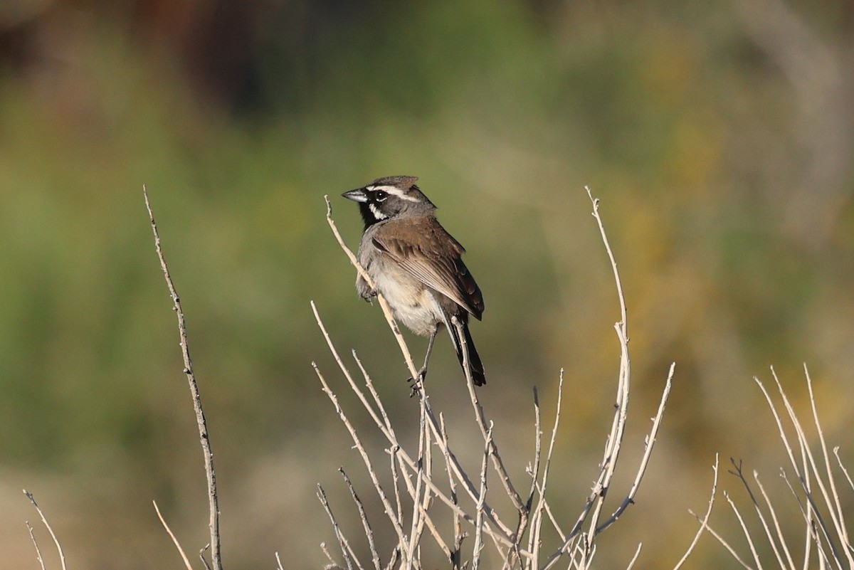 Black-throated Sparrow - William Rockey