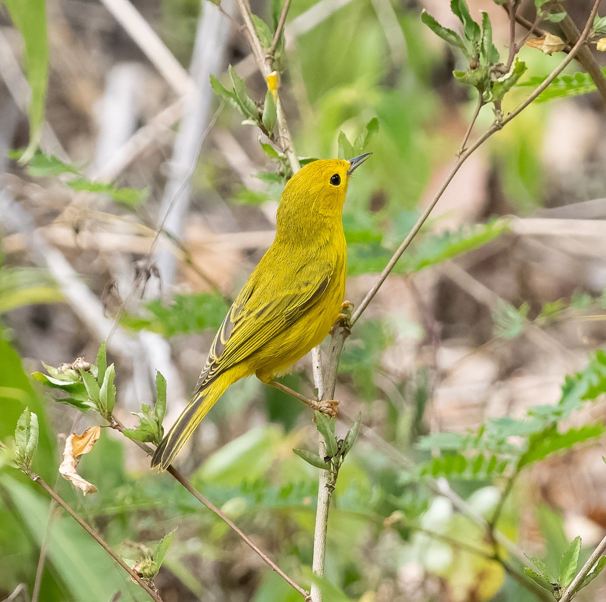 Yellow Warbler (Golden) - ML565014681